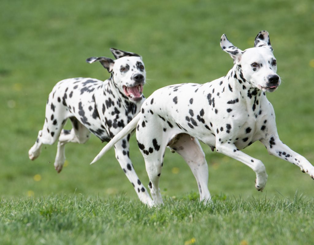 Two dalmatians running in a field.
