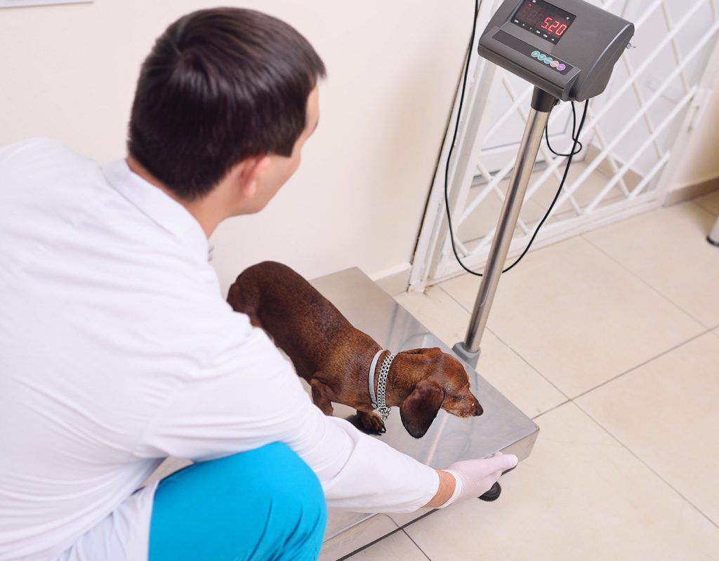 Vet weighing dog on scales.