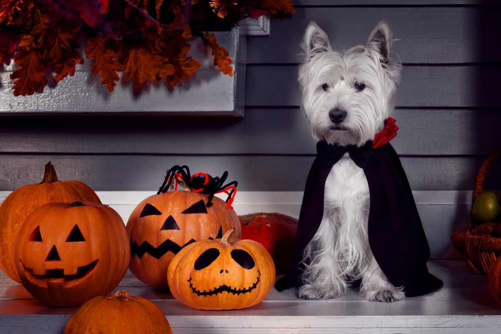 A West Highland White Terrier dressed as Dracula sits on a pumpkin-covered porch.
