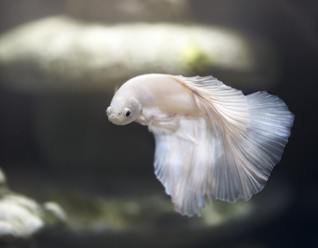 A white betta fish swims through an aquarium