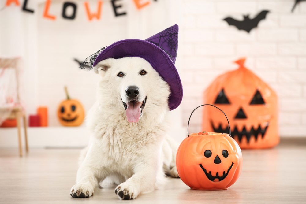 A white Swiss Shepherd Dog wears a black witch hat and sprawls out next to a Jack-o-Lantern bucket.
