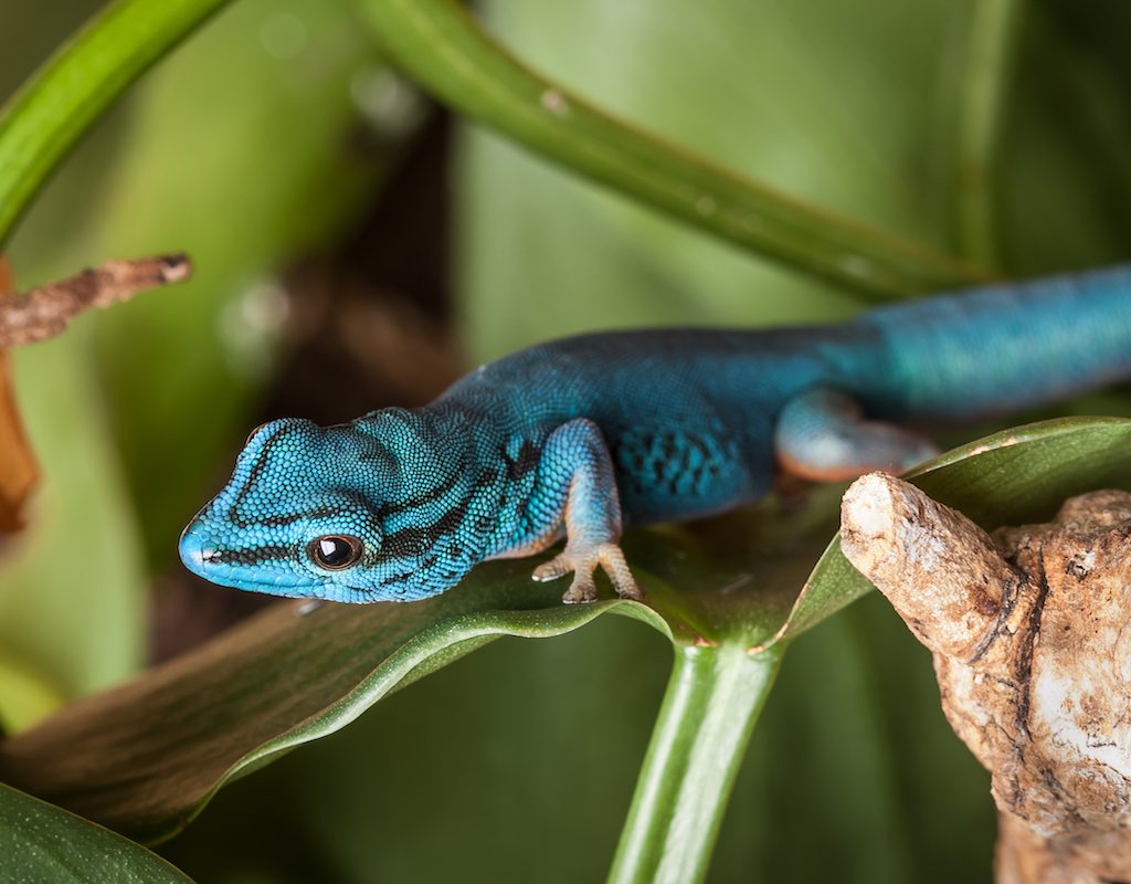 Williams’ dwarf gecko lays on a leaf