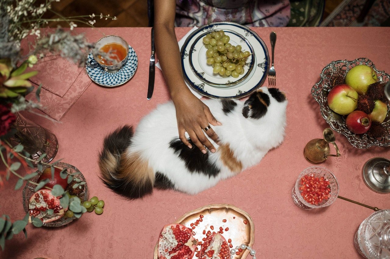 A woman pets a long-haired cat sitting on a dining room table.