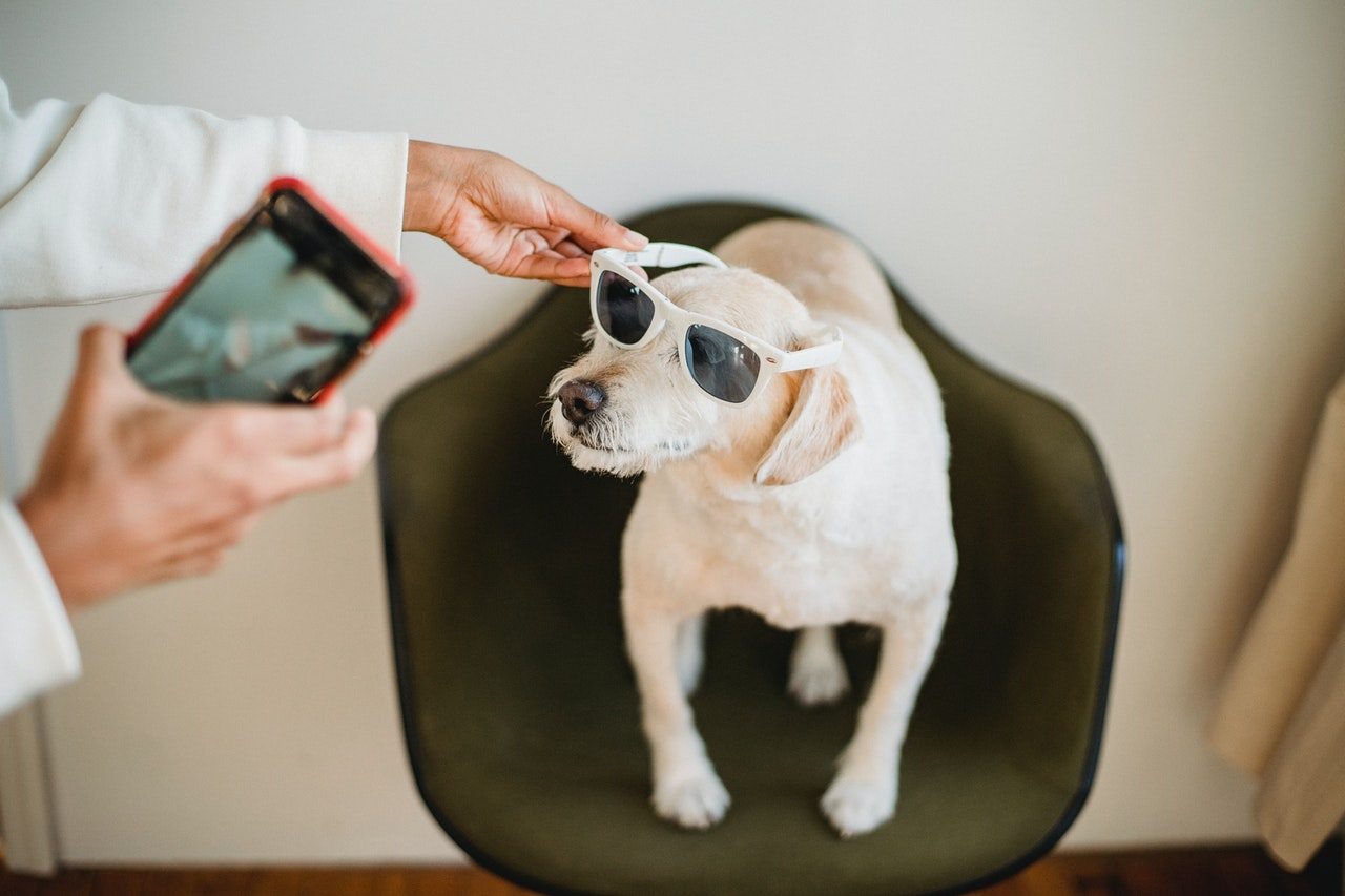 A woman uses her phone to photograph a beige dog wearing white sunglasses.