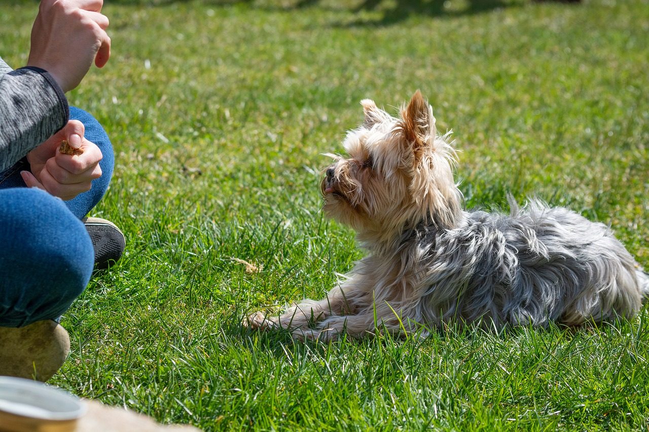 A Yorkshire terrier receives positive reinforcement training with treats.