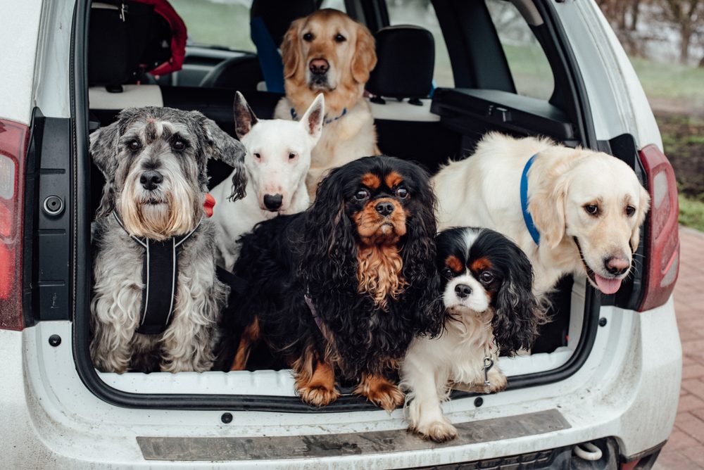 A group of six dogs emerging from the back of a white car.