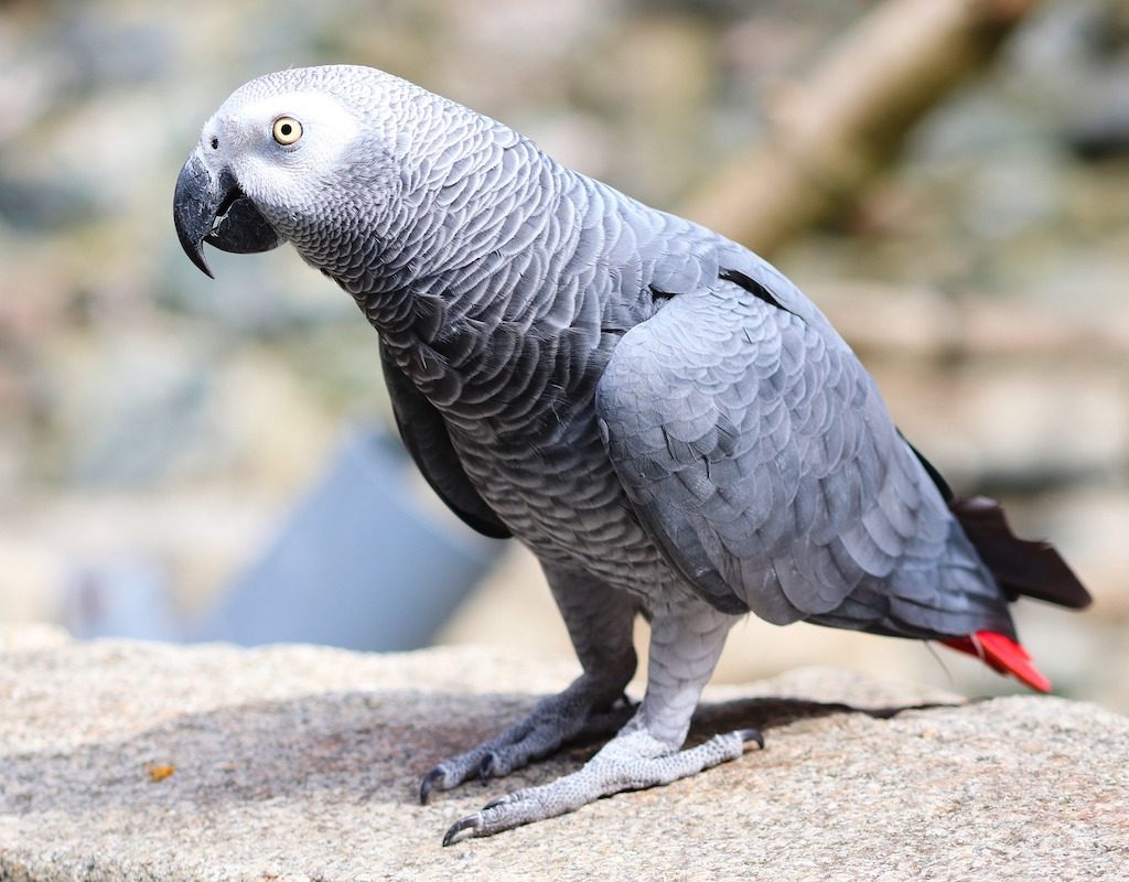 African gray parrot standing on a ledge