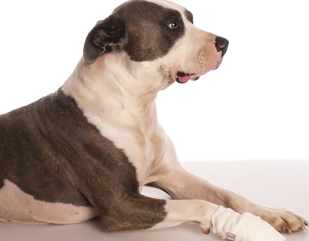 Dog with bandage on paw