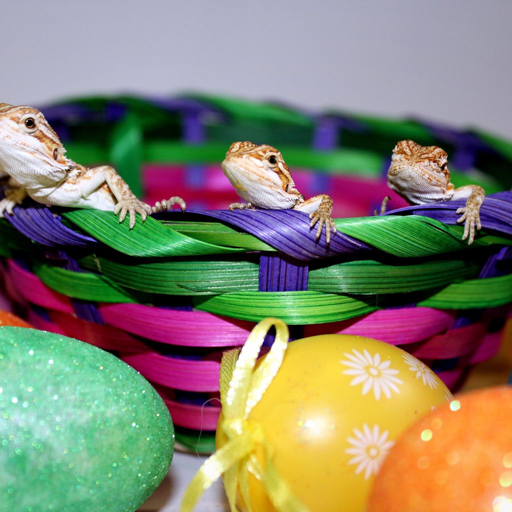 Baby bearded dragons in an easter basket