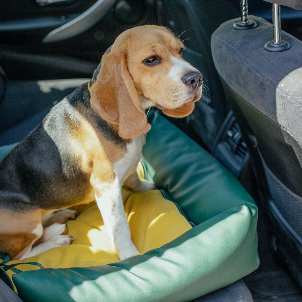 Beagle sits in a green and yellow car seat in the back seat of a car
