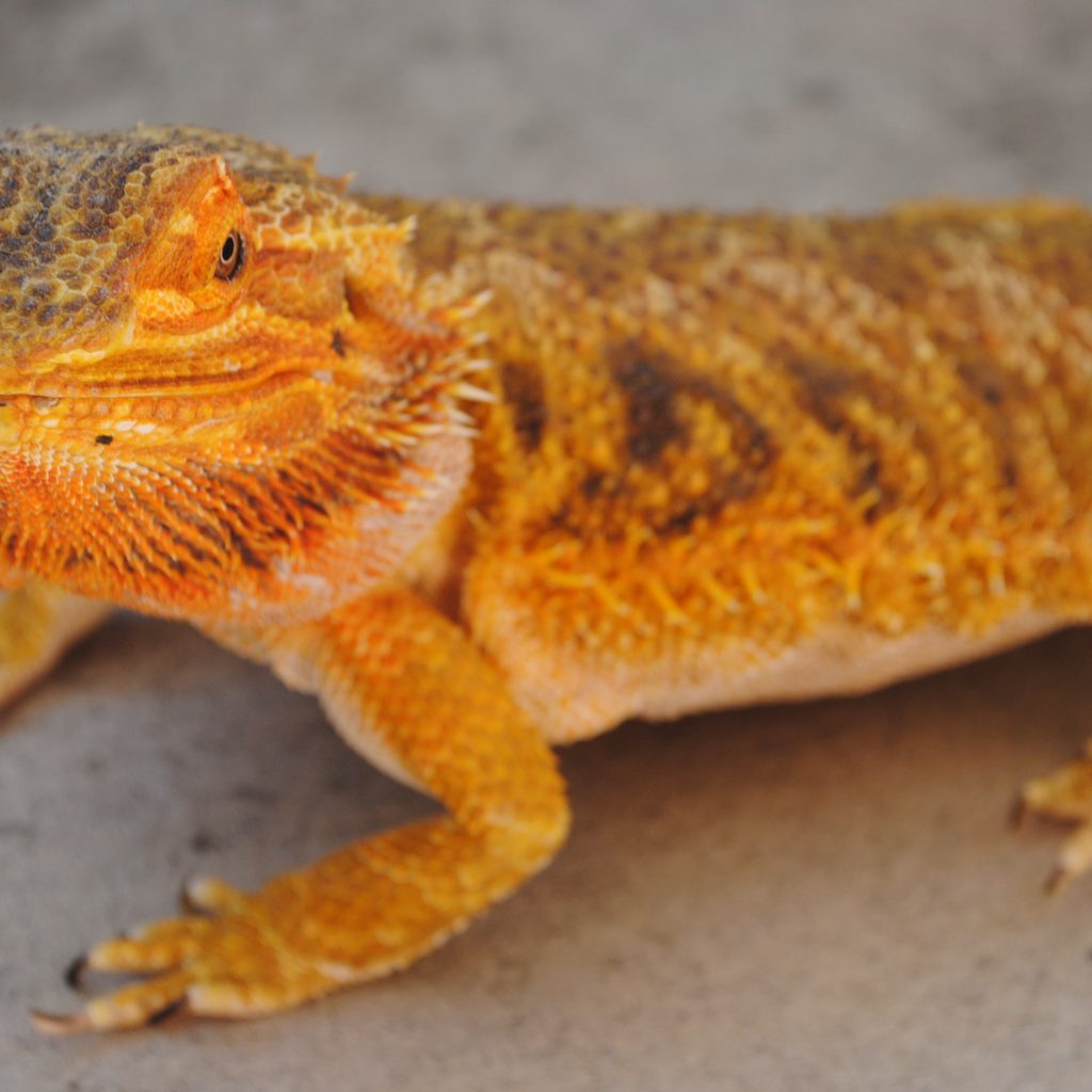 Yellow bearded dragon looks at camera
