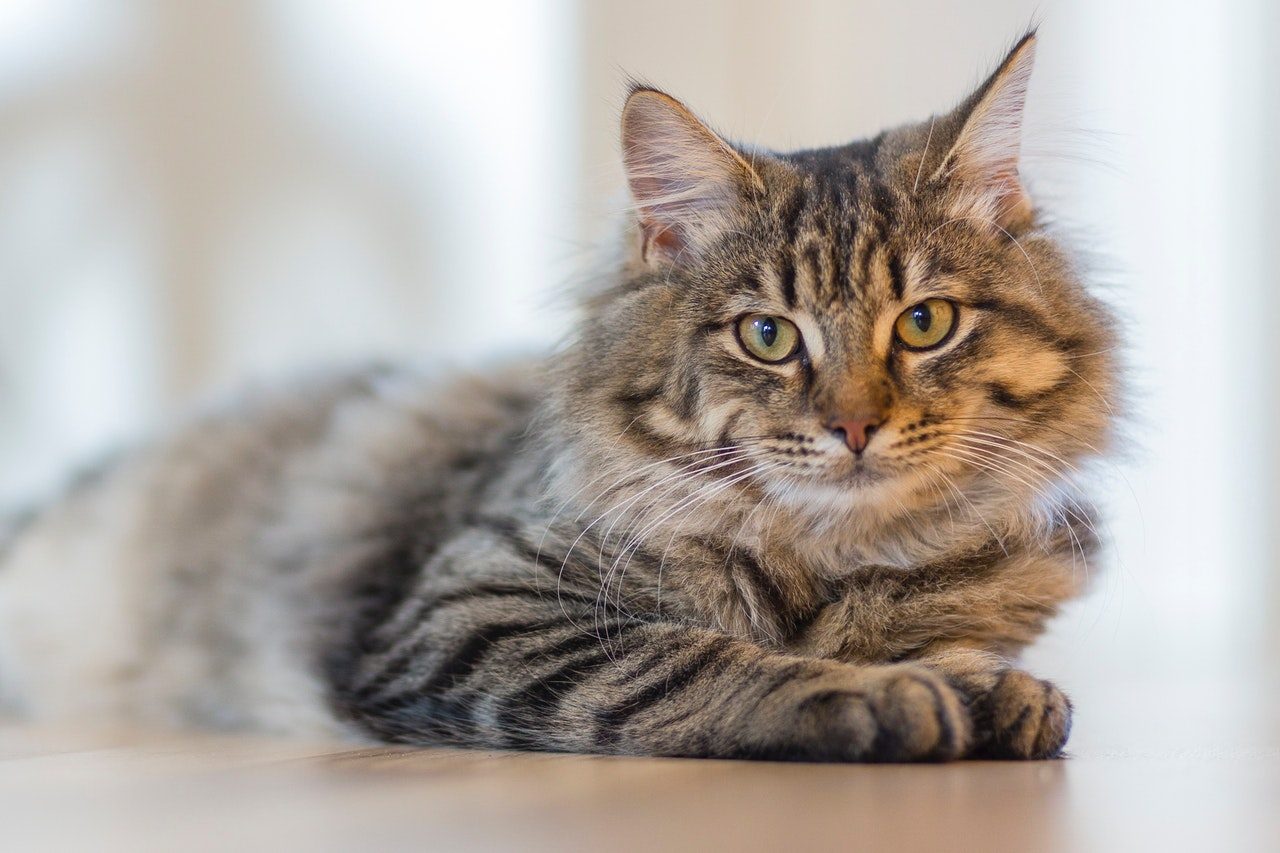 A beautiful striped Maine Coon cat lying on a wood floor.