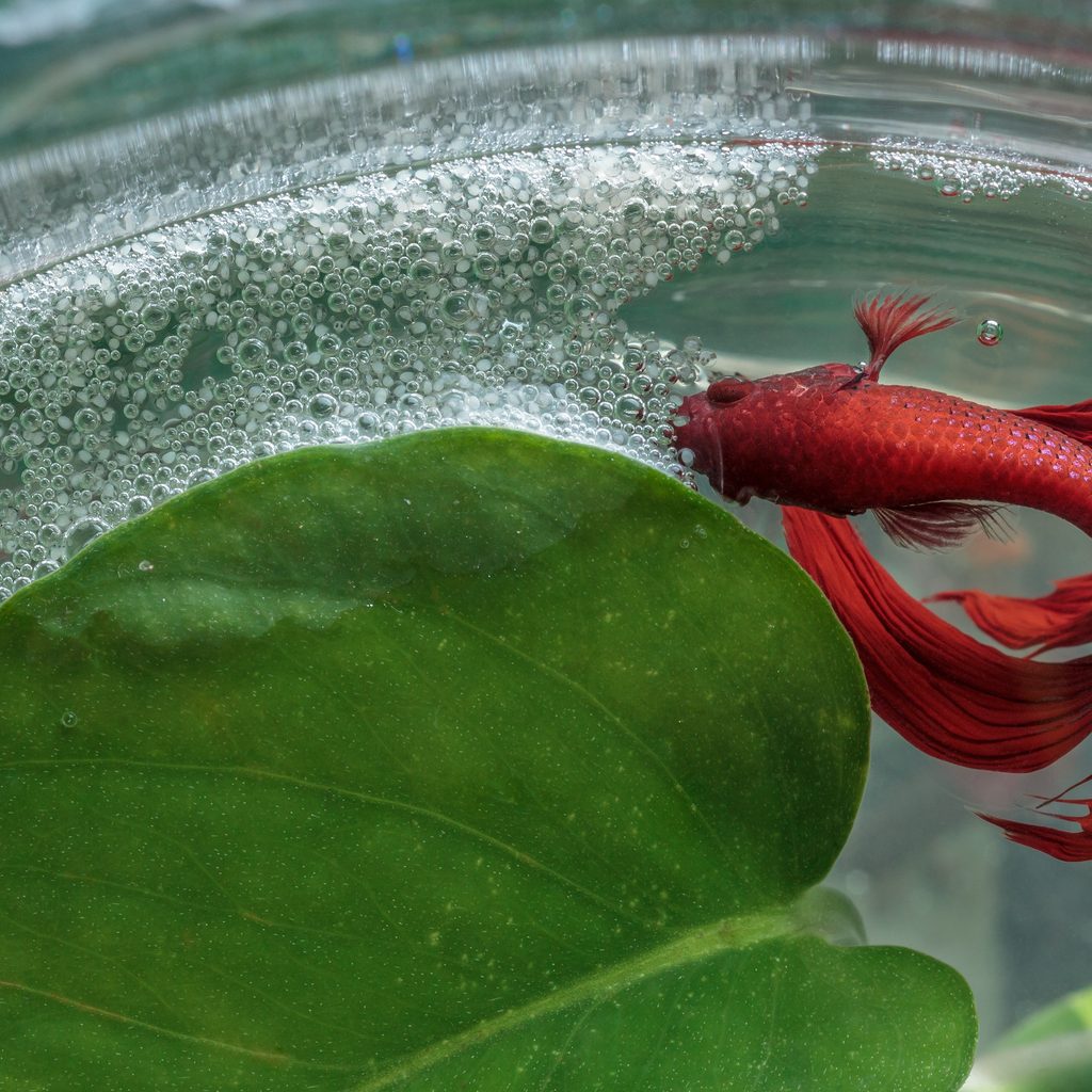 Close-up male red Siamese fighting fish and bubble nest on the surface of the water.