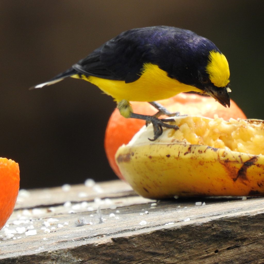 Bird eats banana and orange