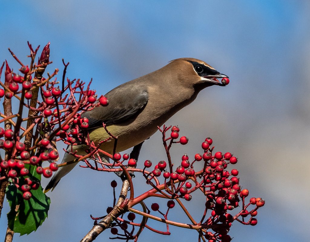 Bird eats red berries from a bush