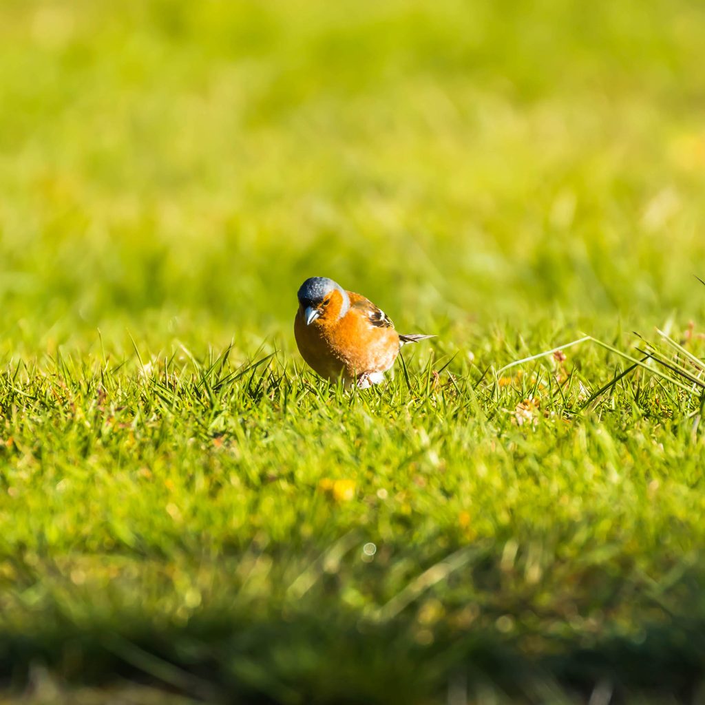 Bird on lawn eating grass seed