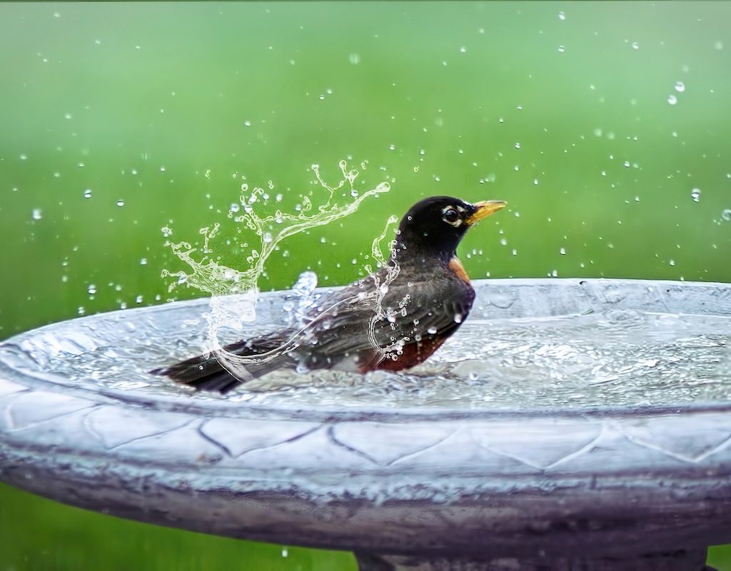 Bird splashes in outdoor bird bath