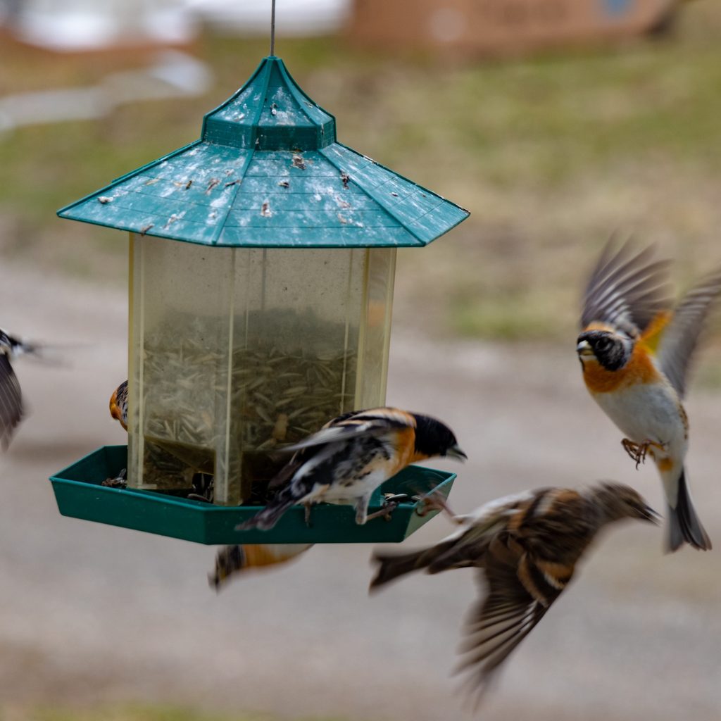 Birds flock around feeder in yard