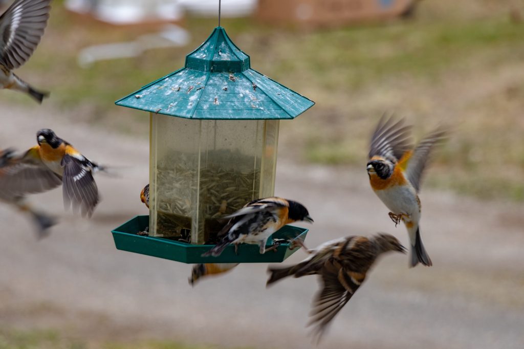 Birds flock around feeder in yard