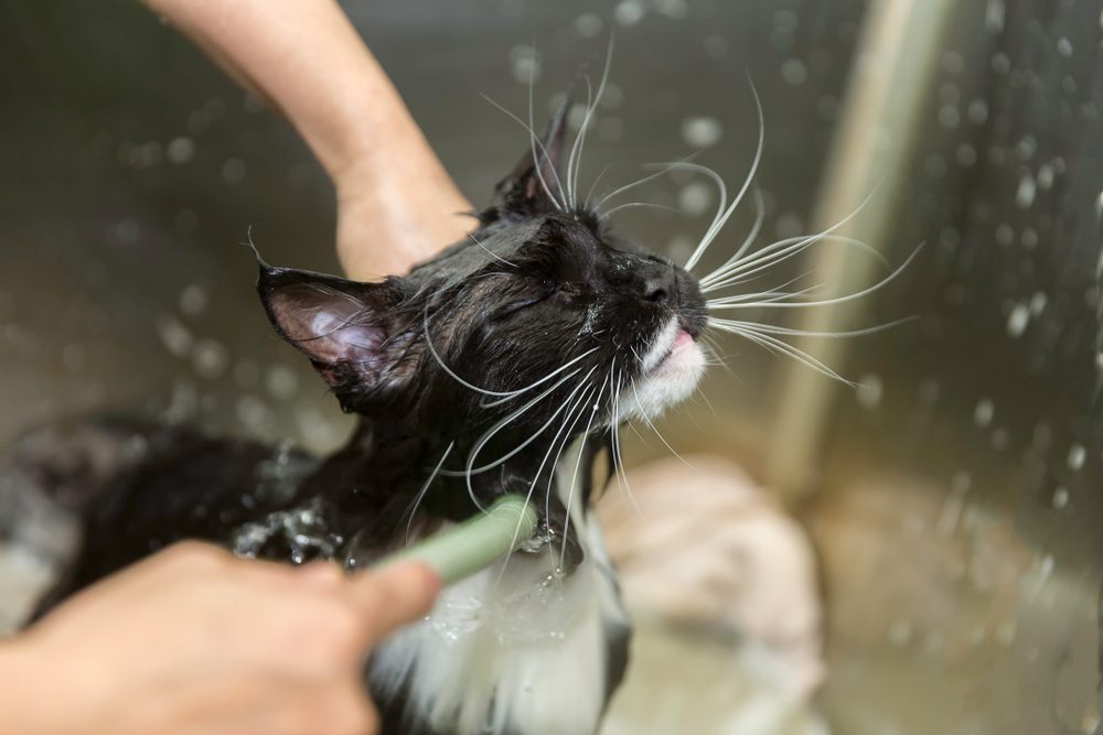 A black and white cat gets a bath in a kitchen sink.