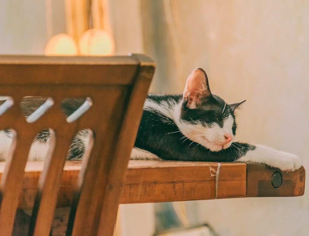A black and white cat takes a nap on a kitchen table.