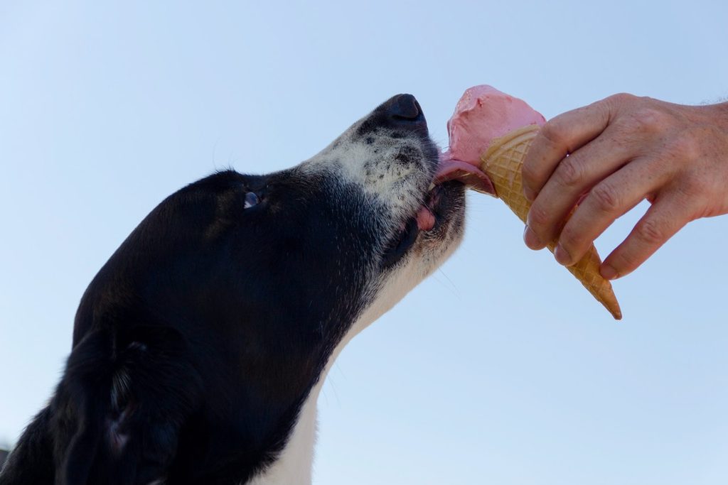 A black and white dog licks pink ice cream from a cone.