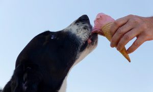 A black and white dog licks pink ice cream from a cone.