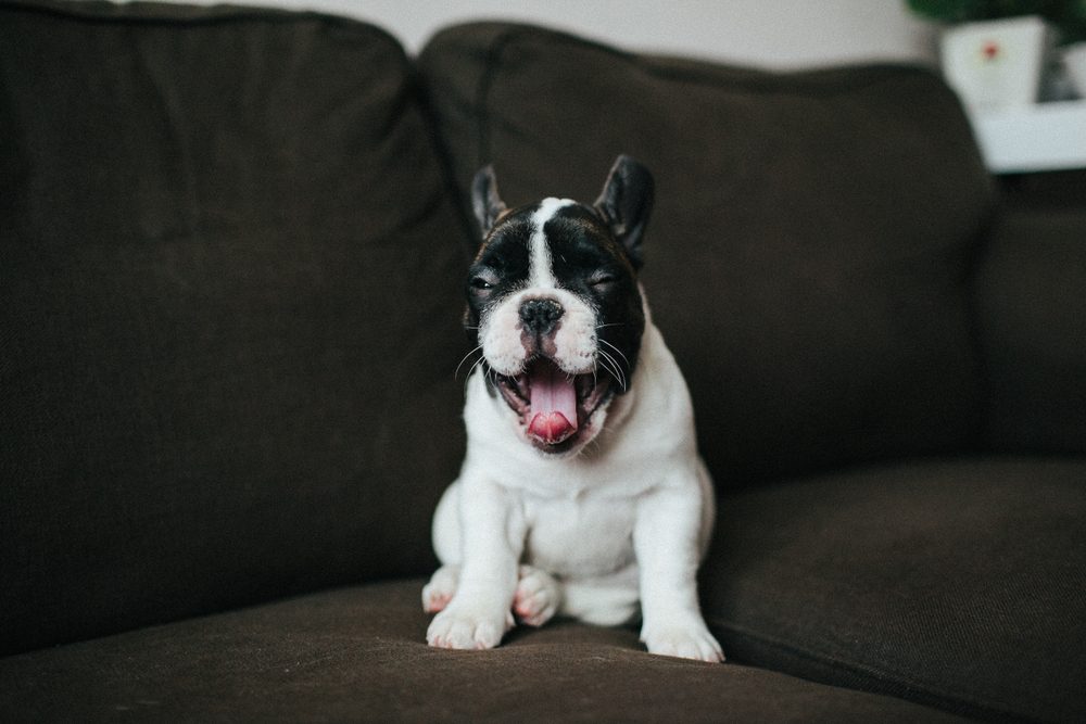 A black and white French bulldog yawning on a sofa.