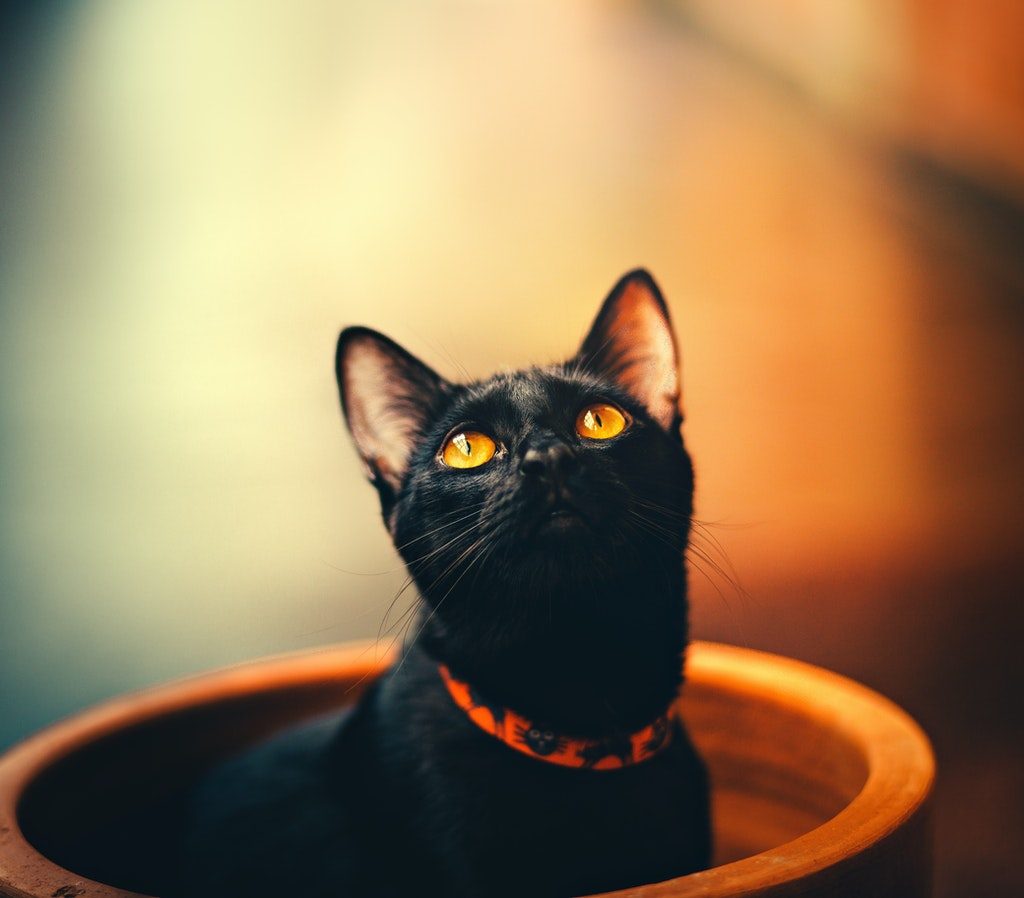 A black cat with amber eyes wearing a Halloween collar sits in a planter.