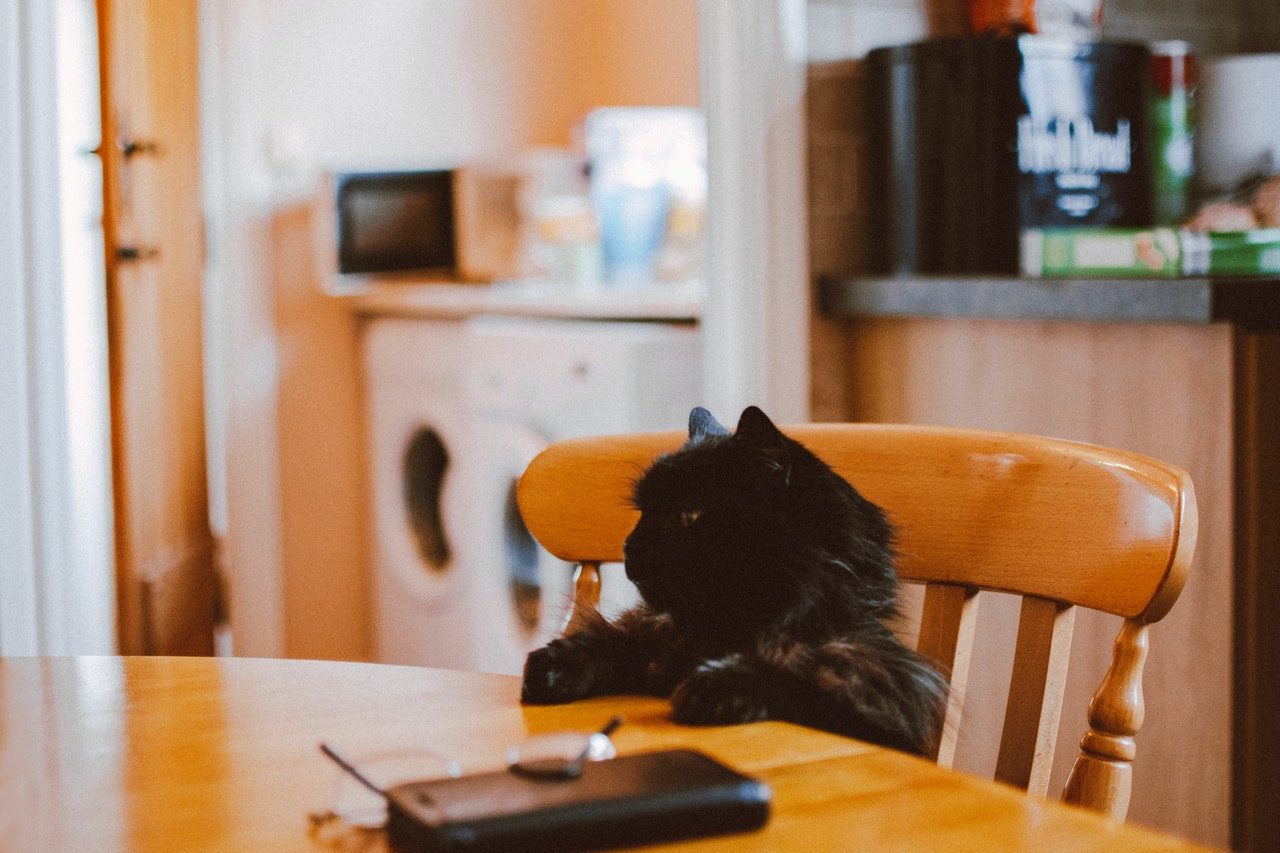A long-haired black cat sits in a chair with her paws on a table.