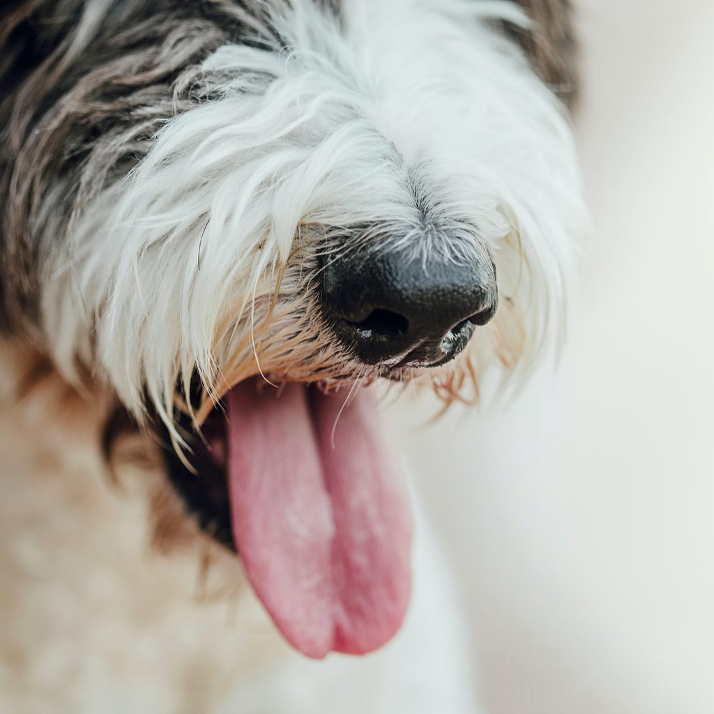 Closeup, of black and white dog's nose