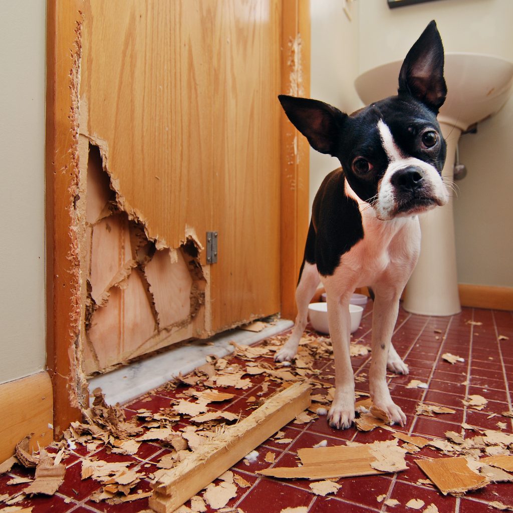 A Boston Terrier puppy stands next to a door they chewed