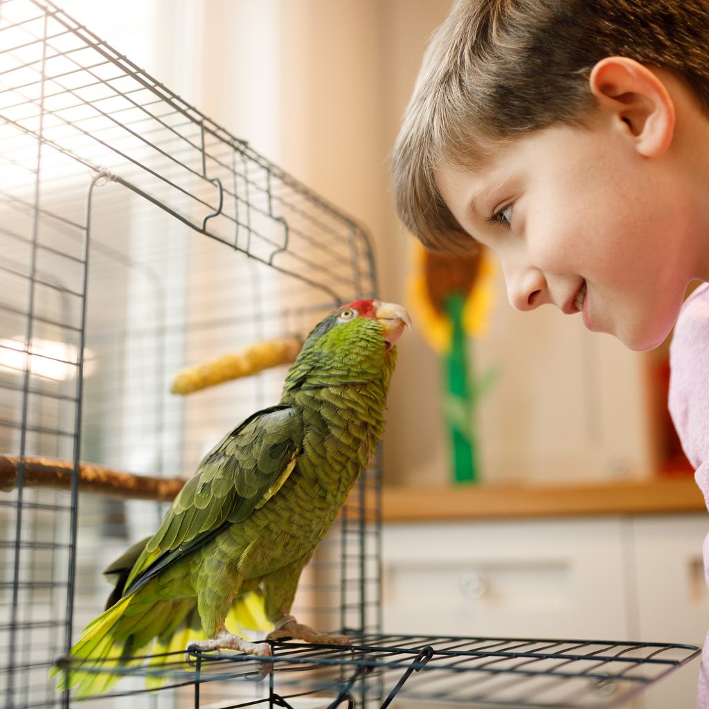 Boy looks at pet bird coming out of cage