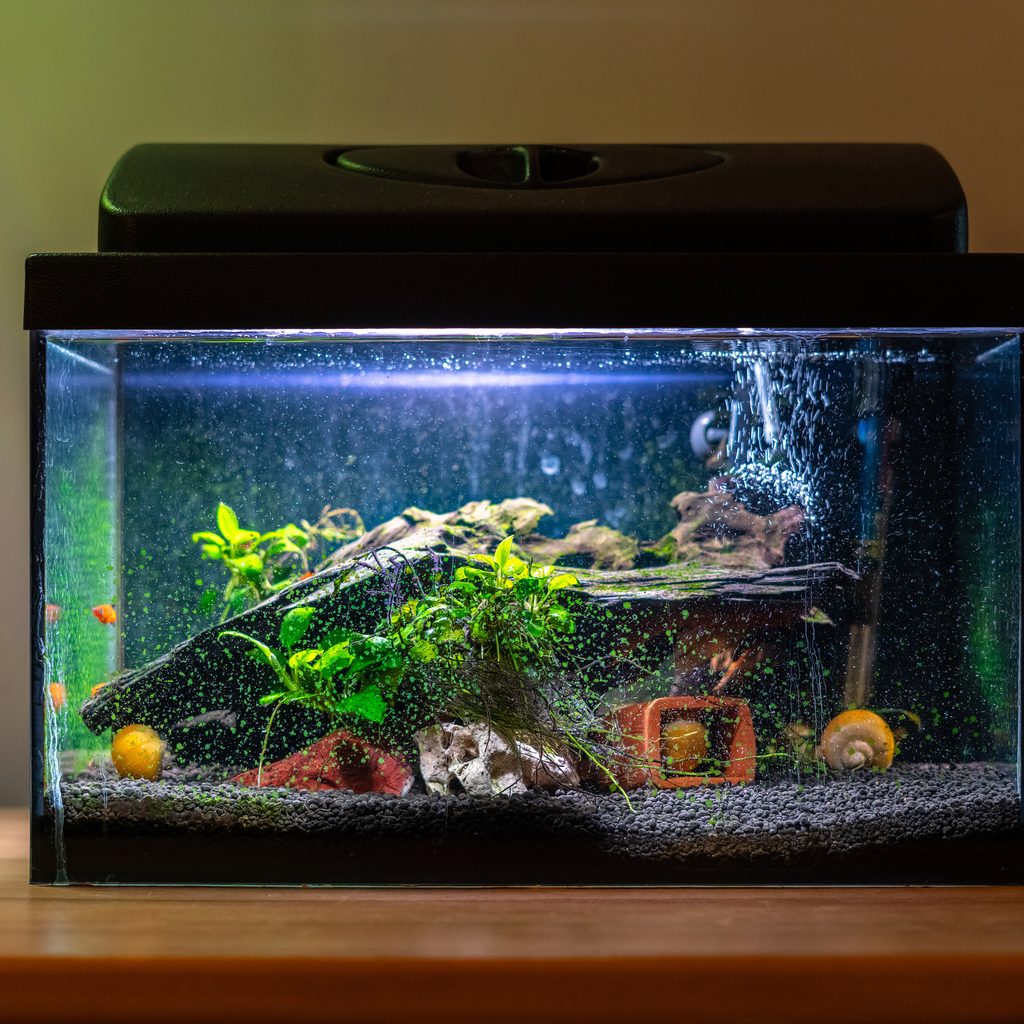 Fish tank with healthy bubbles coming out of filter