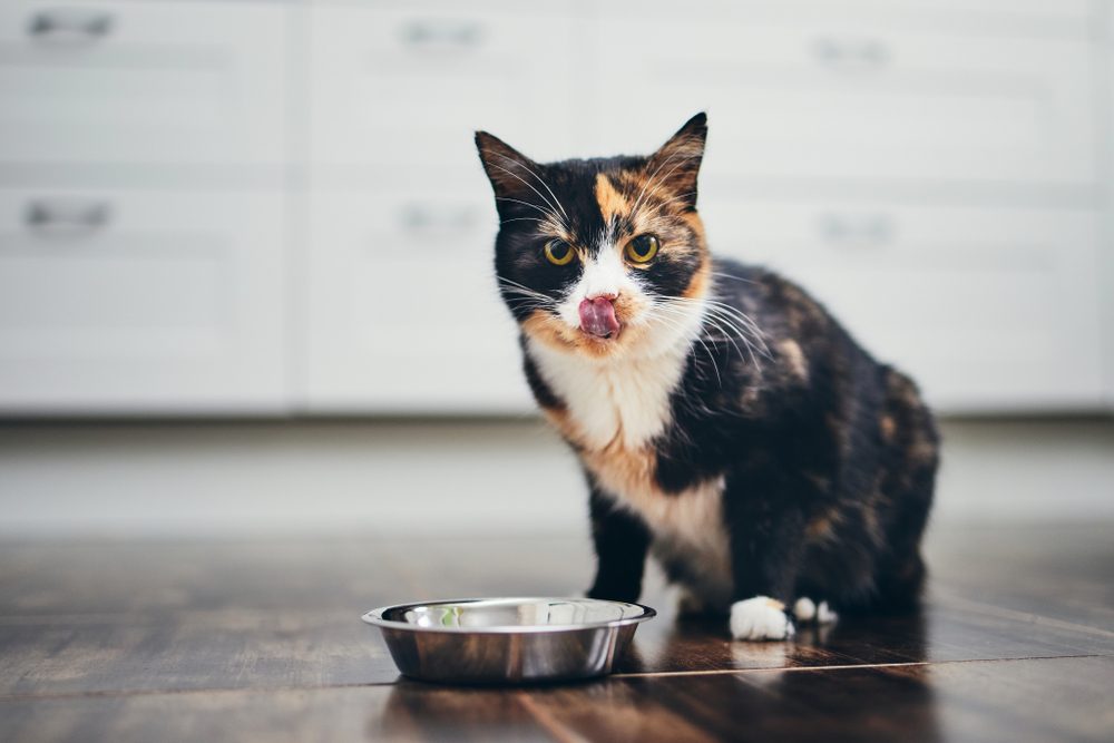 A calico cat licking her lips as she eats from a silver bowl