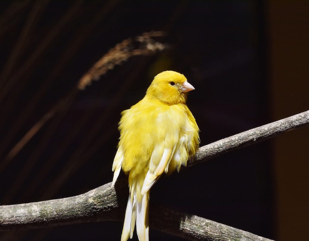 Canary sits on a branch