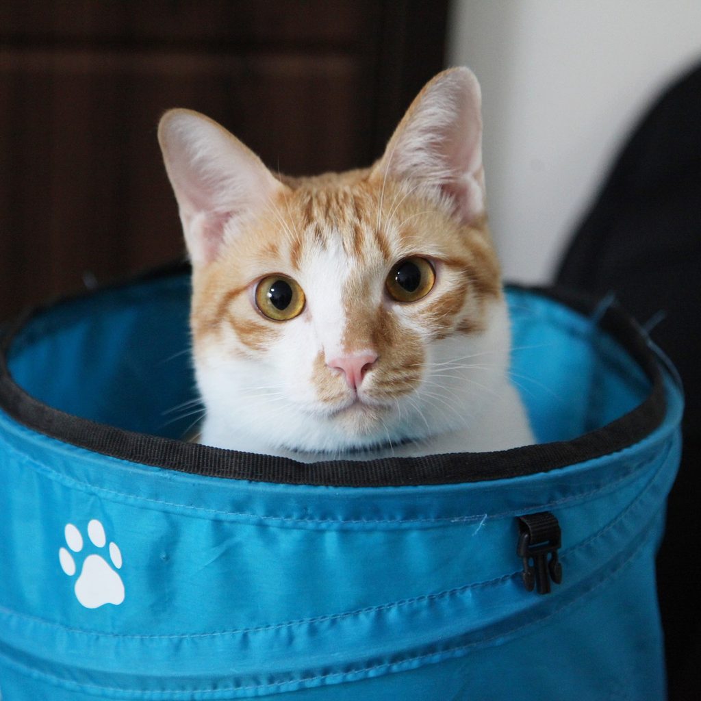Orange and white cat sitting in a blue bin