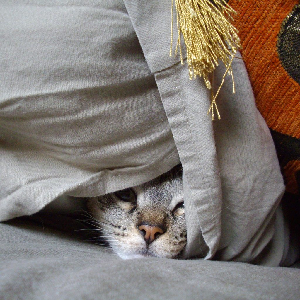 Grey cat hiding under a pile of blankets