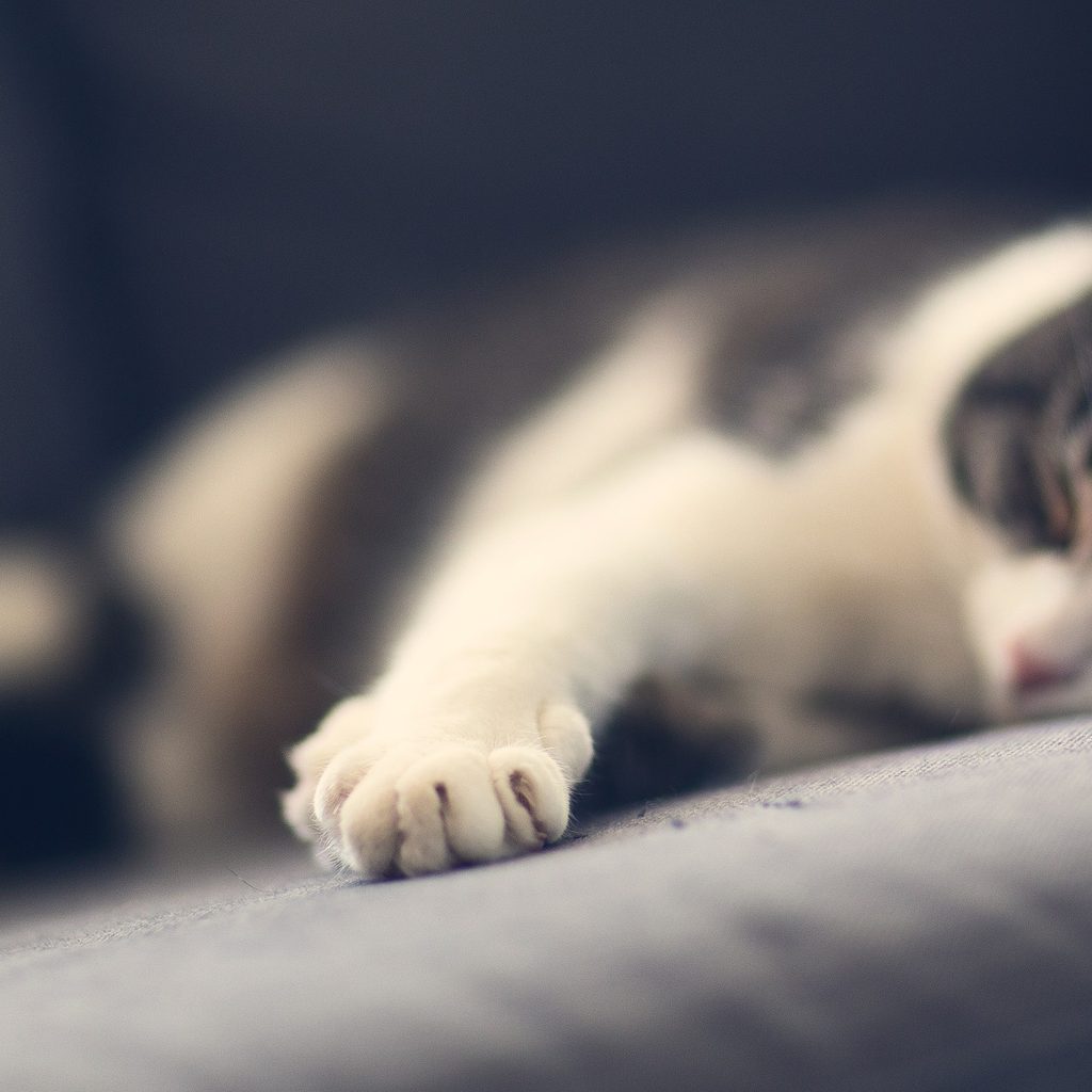 Closeup of a cat lying on a couch, kneading the cushion
