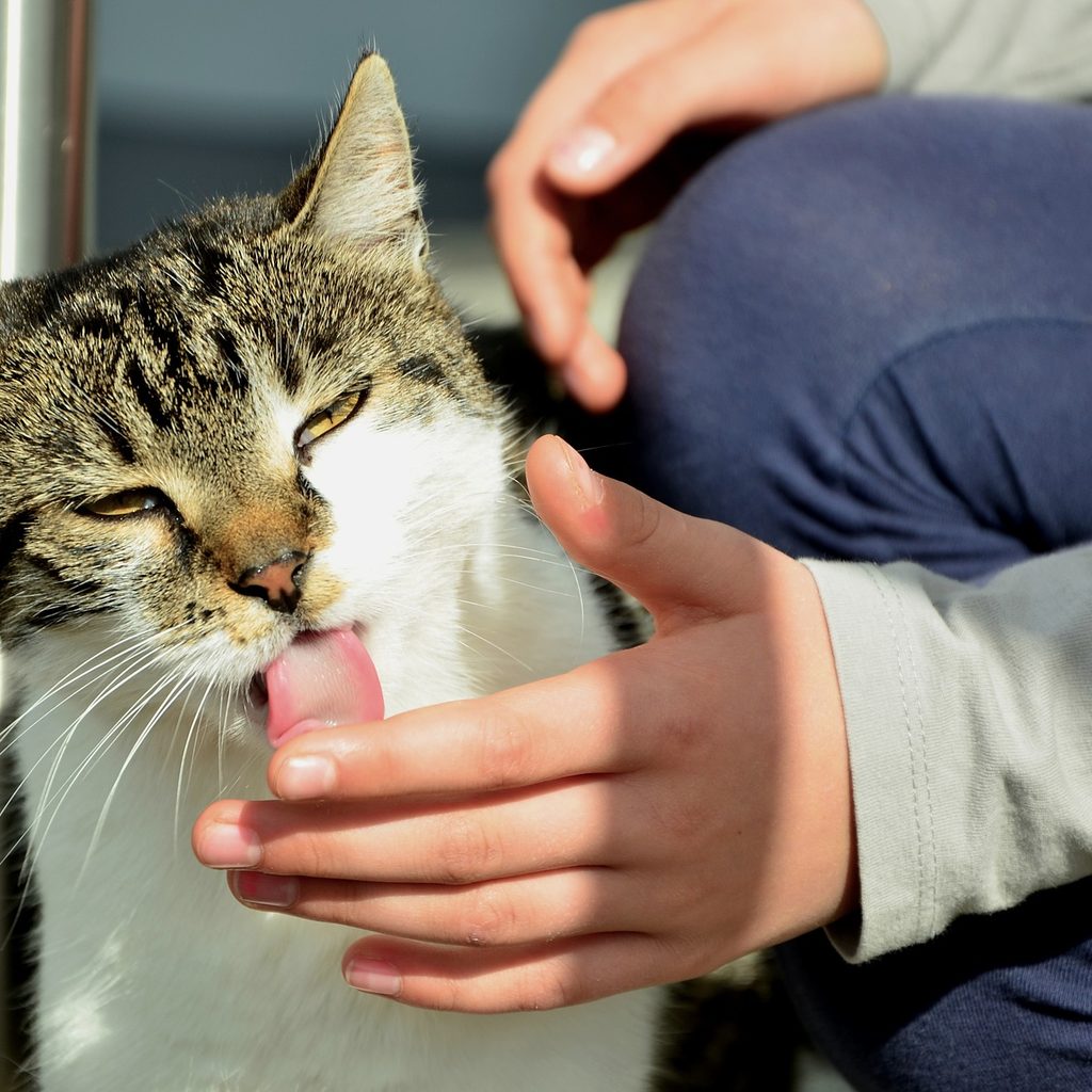 A brown and white cat licking a person's hand