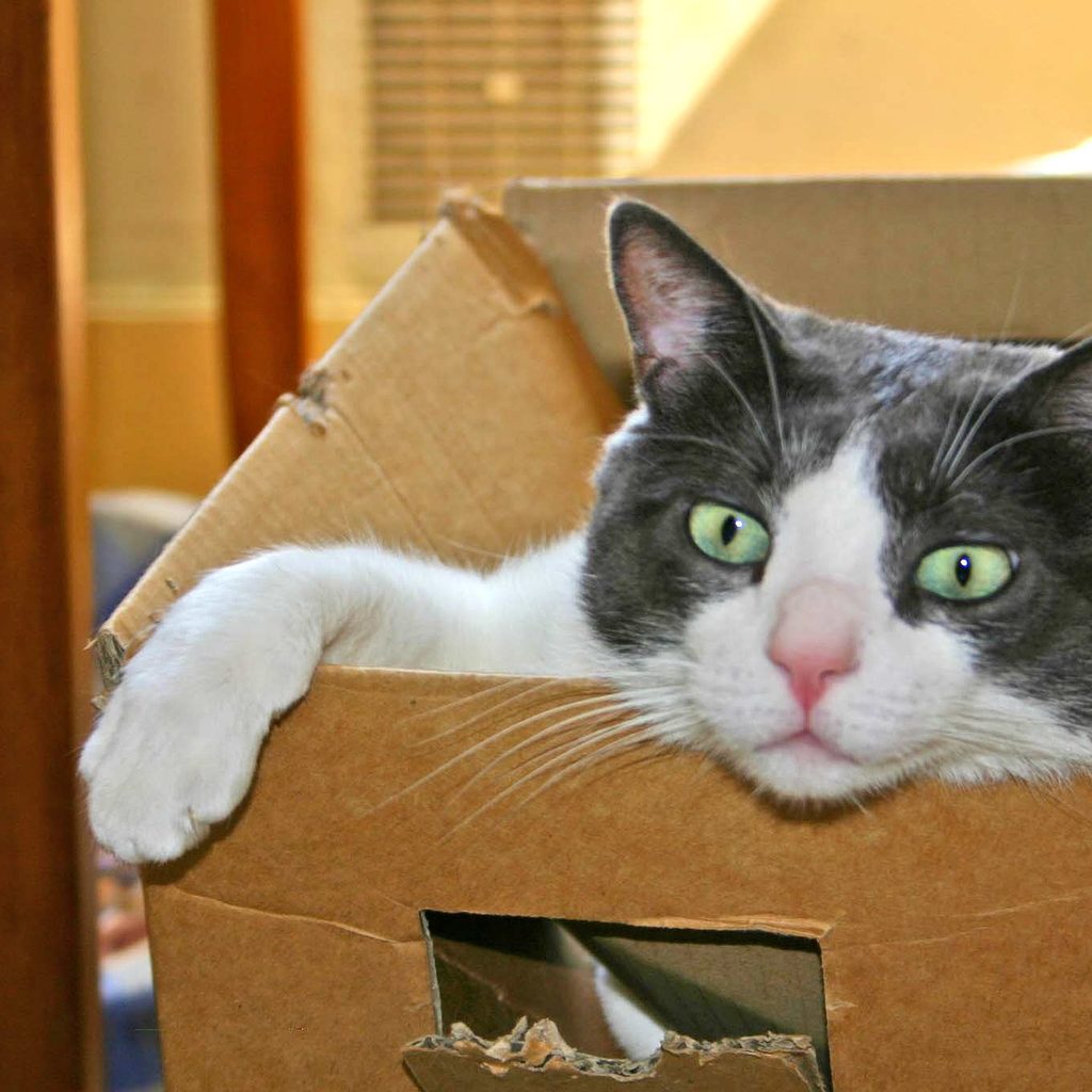Grey and white cat lying in a partially shredded cardboard box