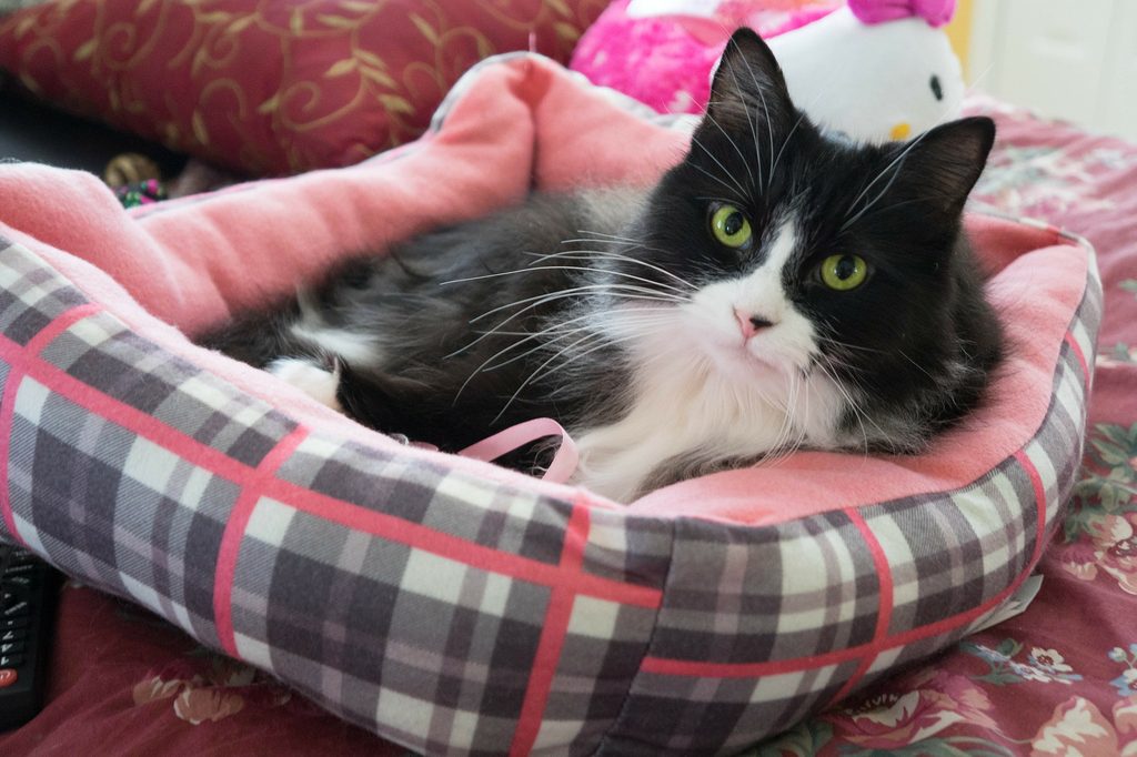 Black and white cat lying on a cat bed on a sofa