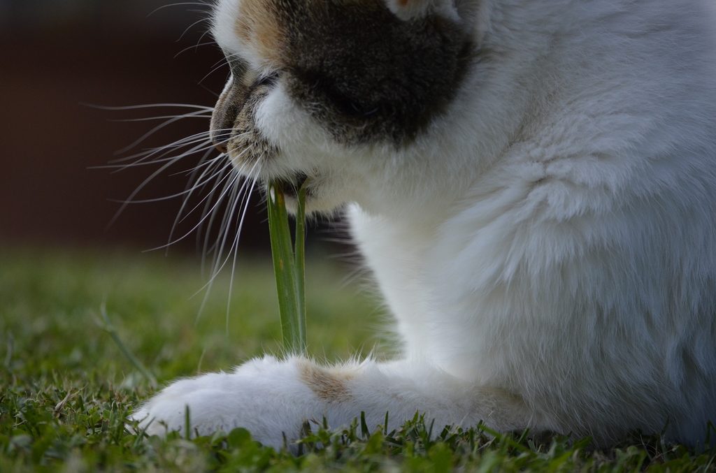 Cat lying on a lawn, eating a long blade of grass