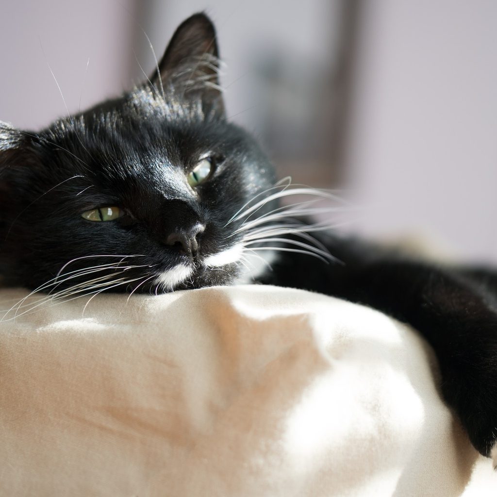 Black and white cat lying on a pillow