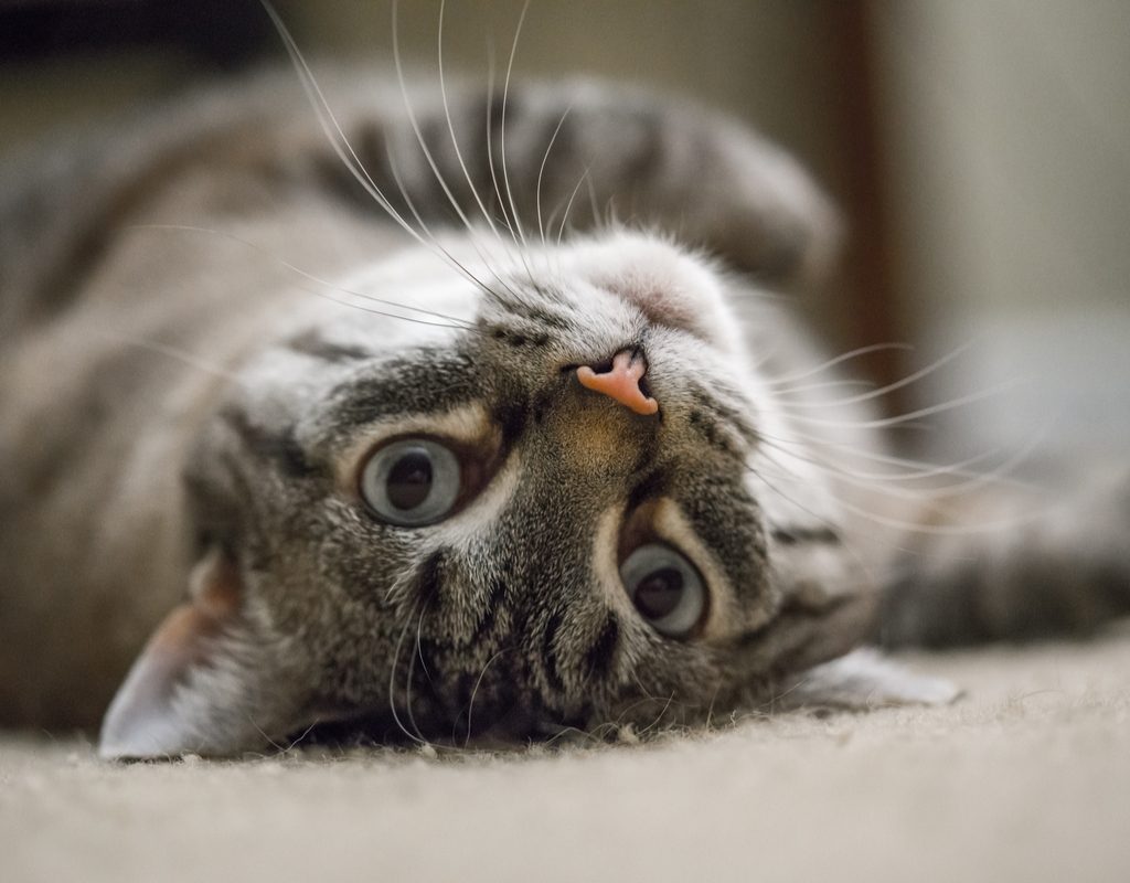 Cat lying on its back and looking upside-down