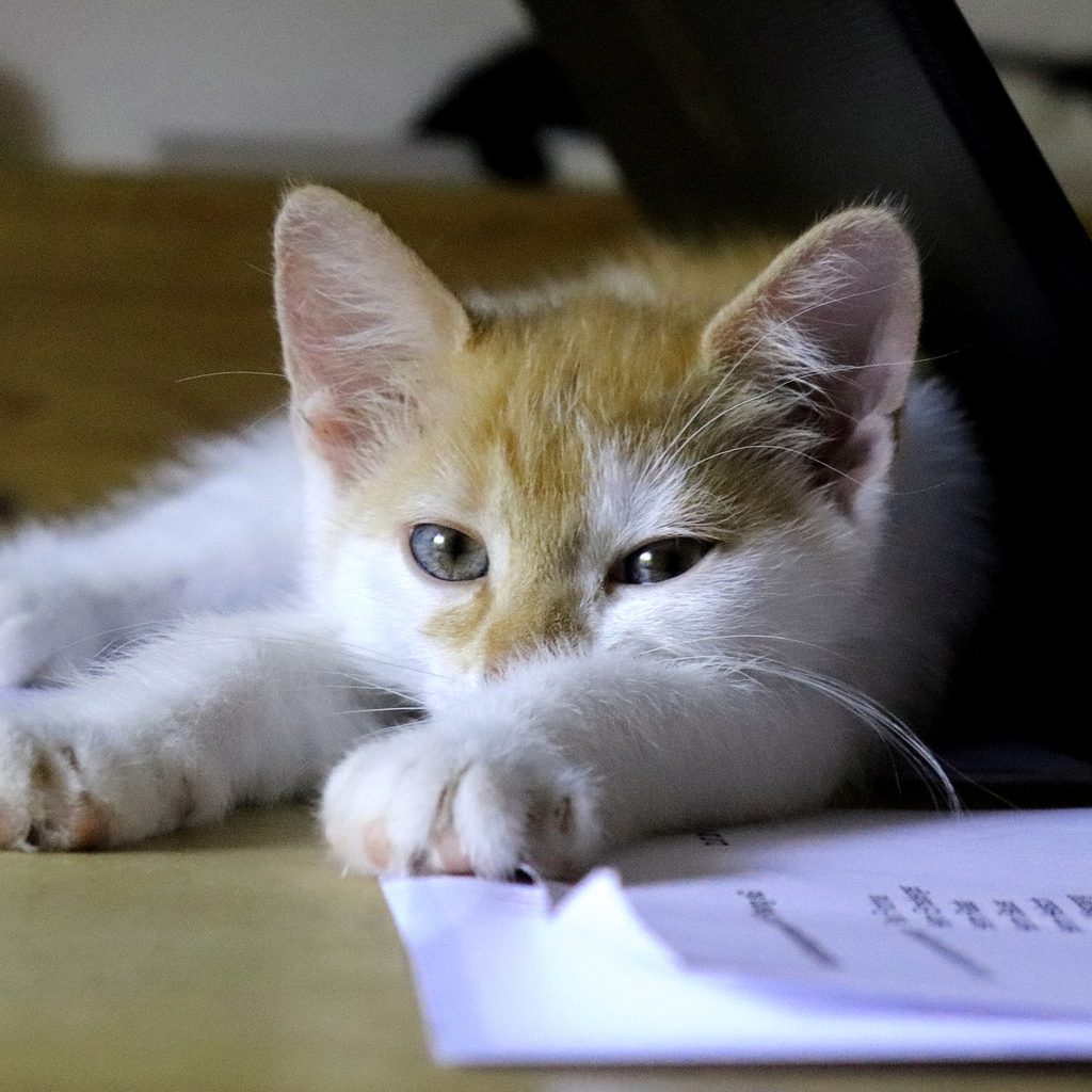 Orange and white cat lying on a stack of paper