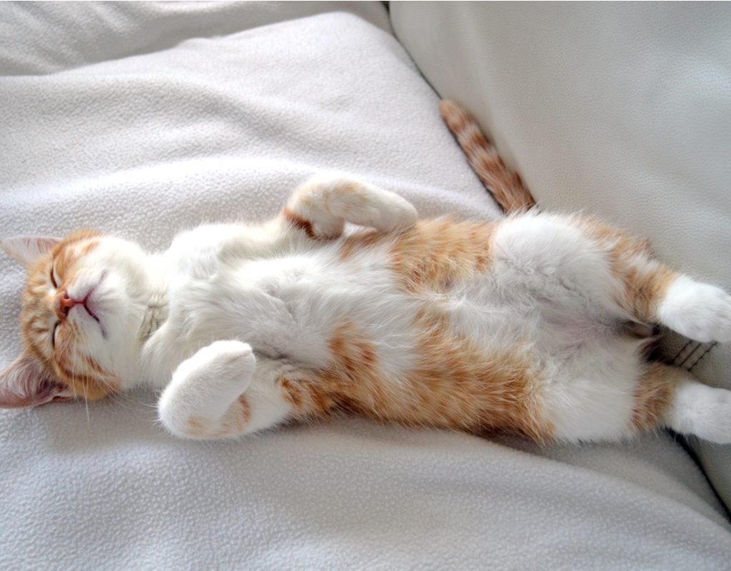 Orange and white cat sleeping on its back on a couch