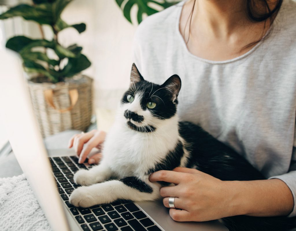 Black and white cat sitting in a woman's lap, looking at a laptop screen
