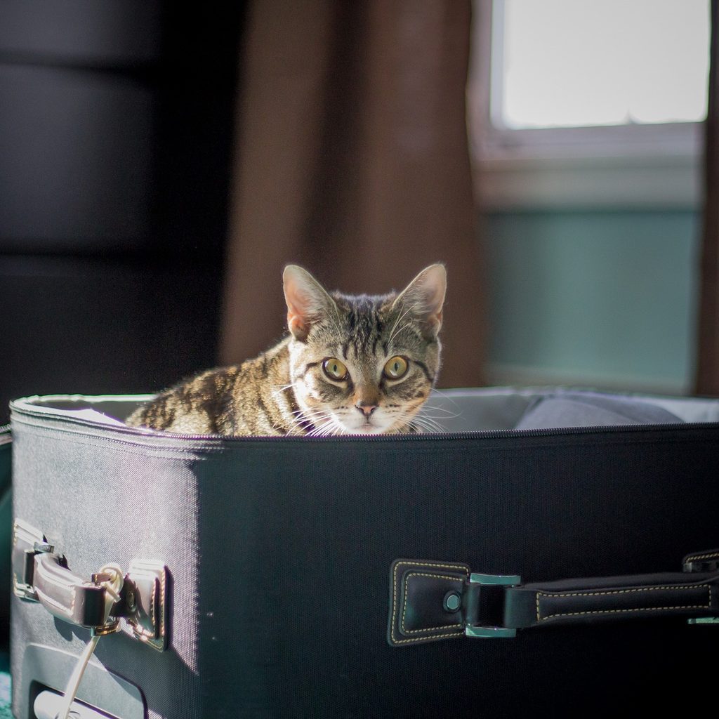 Cat sitting in an open suitcase