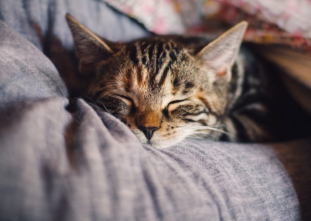 Tiger cat sleeping on a grey bed